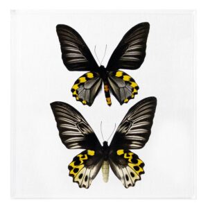 10 X 10 inch Square Case — A