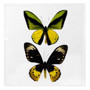 10 X 10 inch Square Case — B