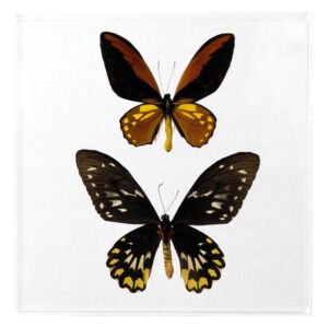10 X 10 inch Square Case — C