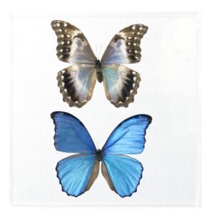 10 X 10 inch Square Case — H