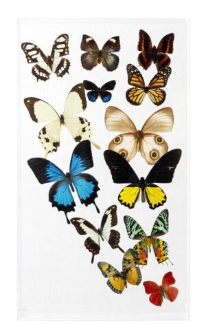 10 X 17 inch Vertical Case — A
