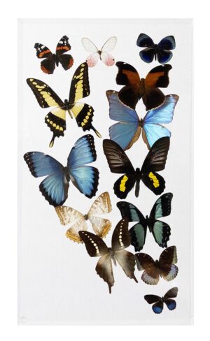 10 X 17 inch Vertical Case — B
