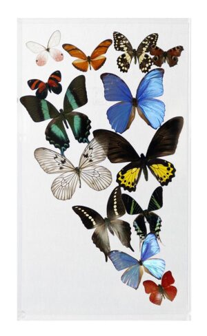 10 X 17 inch Vertical Case — C
