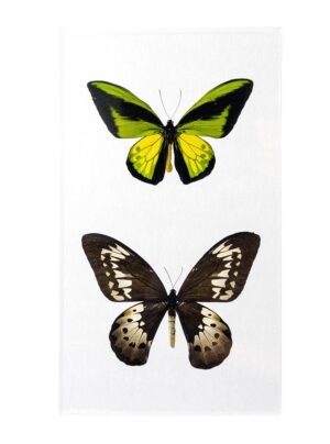 10 X 17 inch Vertical Case — D