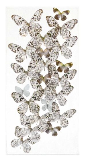 12 X 24 inch Vertical Case — B