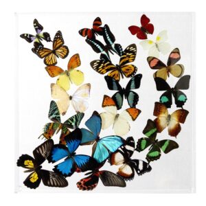 15 X 15 inch Square Case — A