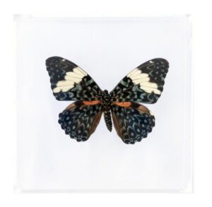 4 X 4 inch Square Case — BB