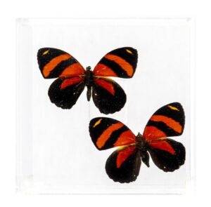 4 X 4 inch Square Case — A