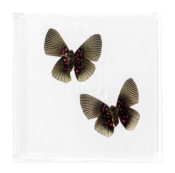 4 X 4 inch Square Case — B