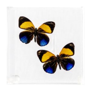 4 X 4 inch Square Case — D