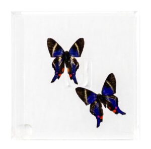 4 X 4 inch Square Case — E