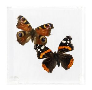 4 X 4 inch Square Case — F