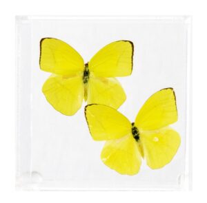 4 X 4 inch Square Case — G