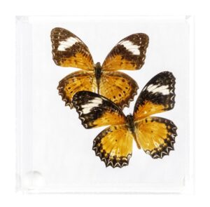 4 X 4 inch Square Case — I