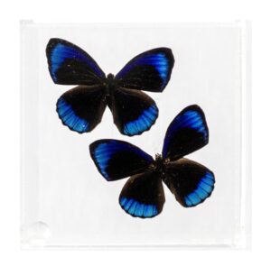 4 X 4 inch Square Case — J