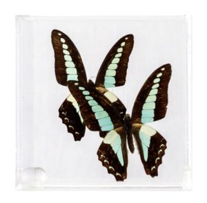 4 X 4 inch Square Case — M