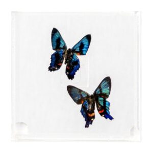 4 X 4 inch Square Case — N