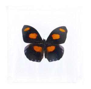 4 X 4 inch Square Case — F