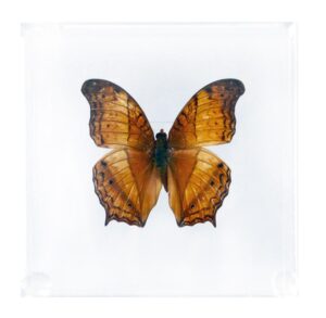 4 X 4 inch Square Case — FF