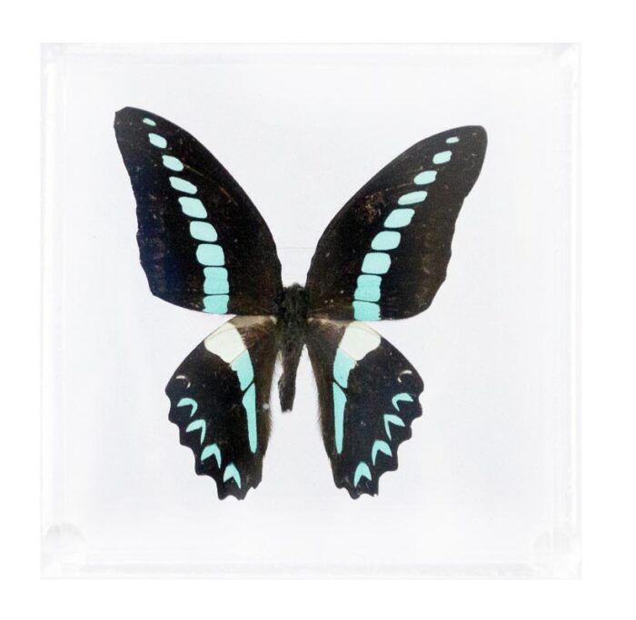 4 X 4 Inch Square Case — H