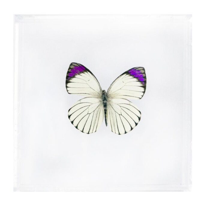 4 X 4 inch Square Case — HH