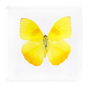 4 X 4 inch Square Case — II