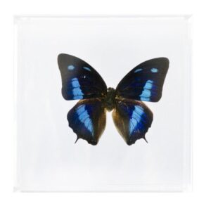 4 X 4 inch Square Case — JJ