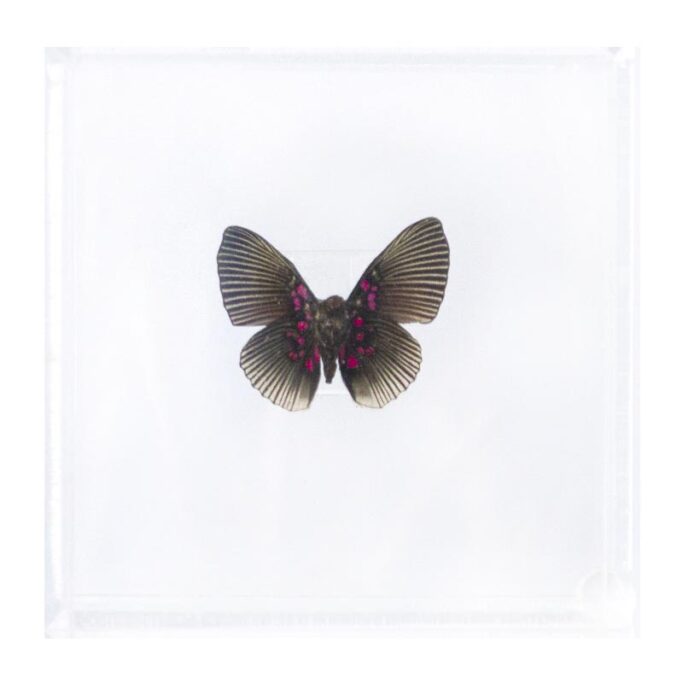 4 X 4 inch Square Case — K