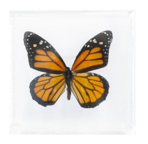 4 X 4 inch Square Case — L