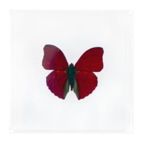 4 X 4 inch Square Case — LL