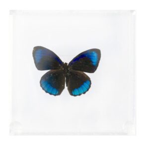 4 X 4 inch Square Case — M