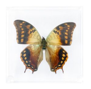 4 X 4 inch Square Case — MM