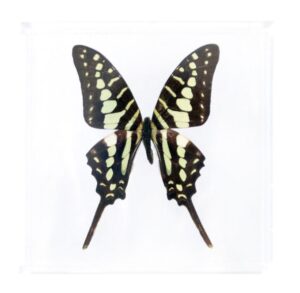 4 X 4 Inch Square Case — PP