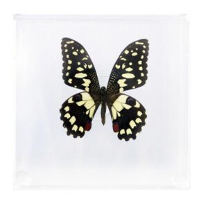 4 X 4 inch Square Case — Q