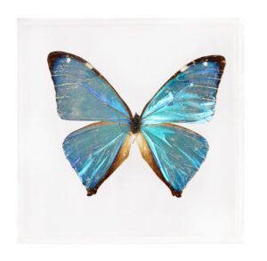 4 X 4 inch Square Case — QQ