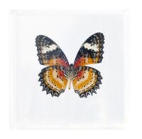 4 x 4 Single Butterfly