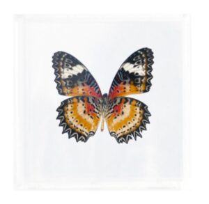 4 X 4 inch Square Case — TT