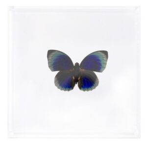 4 X 4 inch Square Case — UU