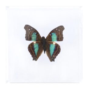 4 X 4 inch Square Case — V