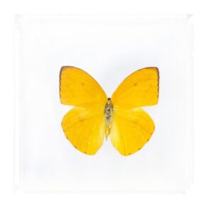 4 X 4 Inch Square Case — W