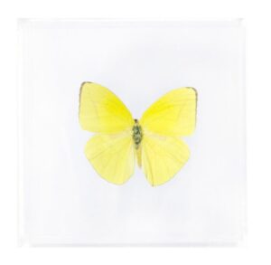 4 X 4 inch Square Case — Z