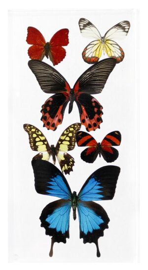 6 X 12 inch Vertical Case — A