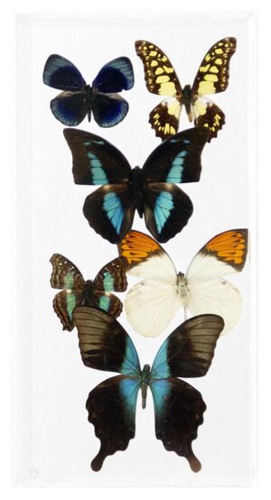 6 X 12 inch Vertical Case — E