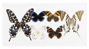 6 X 12 inch Horizontal Case — A
