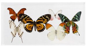 6 X 12 inch Horizontal Case — C