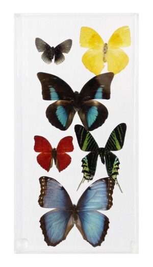 6 X 12 inch Vertical Case — H