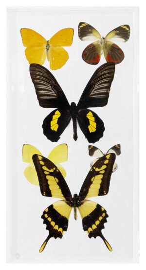 6 X 12 inch Vertical Case — I