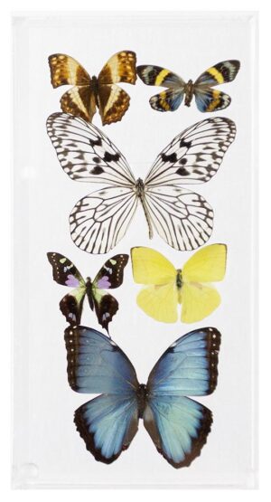 6 X 12 inch Vertical Case — J