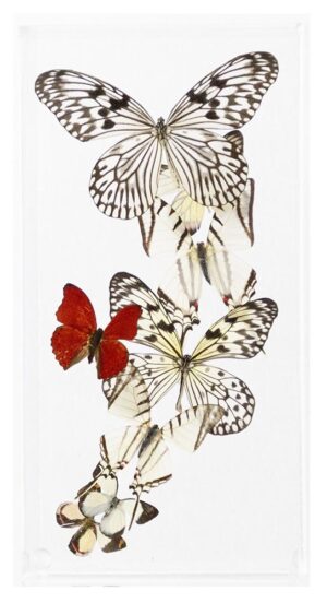 6 X 12 inch Vertical Case — M