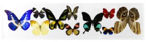6 X 24 inch Horizontal Case — A